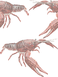 アメリカザリガニの壁紙／非営利無料イラスト