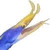 ハナヒゲウツボ・あいこん