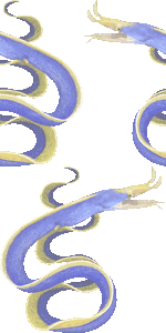 ハナヒゲウツボの壁紙／非営利無料イラスト