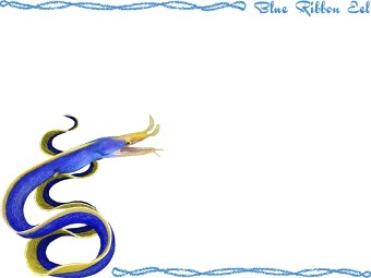 （鼻髭鱓、花髭鱓）ハナヒゲ ウツボの年賀状／非商用無料イラスト