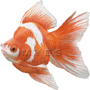 金魚のイラスト／無料素材集（条件付）