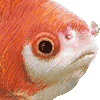 リュウキン・あいこん