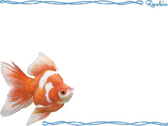 （琉金・琉錦）リュウキン／金魚の年賀状／非商用無料イラスト