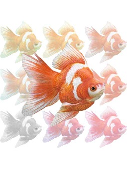 ポスカ・金魚／条件付フリー素材