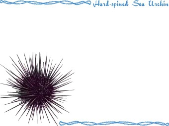 ムラサキ ウニ（紫海胆、紫海栗、紫雲丹）の年賀状／非商用無料イラスト