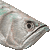 Silver Arowana thumbnail