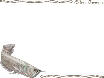 シルバー アロワナの年賀状／非商用無料イラスト