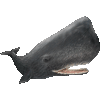まっこうくじらのあいこん