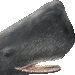 マッコウクジラ・アイコン