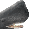マッコウクジラ・あいこん