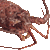 Japanese Spiny Lobster thumbnail