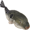 とらふぐのあいこん