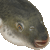 Tiger Puffer,Torafugu thumbnail