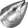 クロマグロ・あいこん
