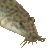 Dojo Loach, Oriental Weather Loach thumbnail