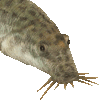 ドジョウ・あいこん