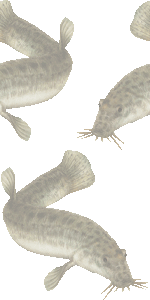 ドジョウの壁紙／非営利無料イラスト