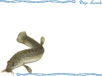 （泥鰌、鰌、鯲）ドジョウの年賀状／非商用無料イラスト