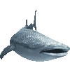 じんべえざめのあいこん