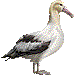 信天翁・アイコン