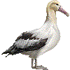 アホウドリ・あいこん