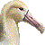 アホウドリのサムネイル