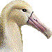 阿房鳥のアイコン