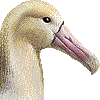 あほうどりのあいこん
