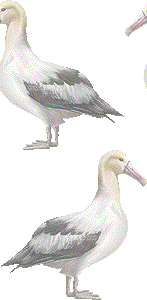 アホウドリの壁紙／非営利無料イラスト