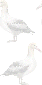 阿房鳥の壁紙／条件付きフリー画像