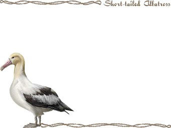 （阿呆鳥、信天翁）アホウドリの年賀状／非商用無料イラスト