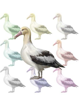 ポスカ・阿房鳥／条件付フリー素材