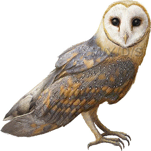 メンフクロウのイラスト／条件付フリー素材集