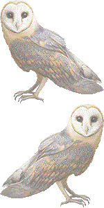 メンフクロウの壁紙／非営利無料イラスト
