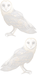 メンフクロウの壁紙／条件付きフリー画像