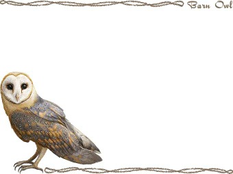 （面梟）メン フクロウの年賀状／非商用無料イラスト