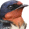 ツバメ・あいこん