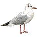 ユリカモメ・アイコン