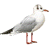 ユリカモメ・あいこん