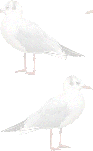 ユリカモメの壁紙／無料イラスト