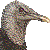 クロコンドルのサムネイル
