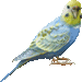 背黄青インコ・アイコン