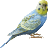セキセイインコ・あいこん