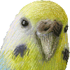 せきせいいんこのあいこん