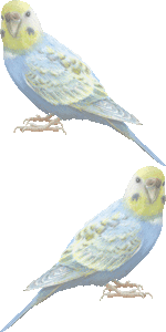 セキセイインコの壁紙／非営利無料イラスト