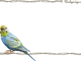 （背黄青鸚哥）セキセイ インコの年賀状／非商用無料イラスト