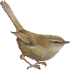 うぐいすのあいこん