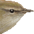 Japanese Bush-warbler thumbnail