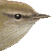 鴬・アイコン