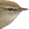 ウグイス・あいこん